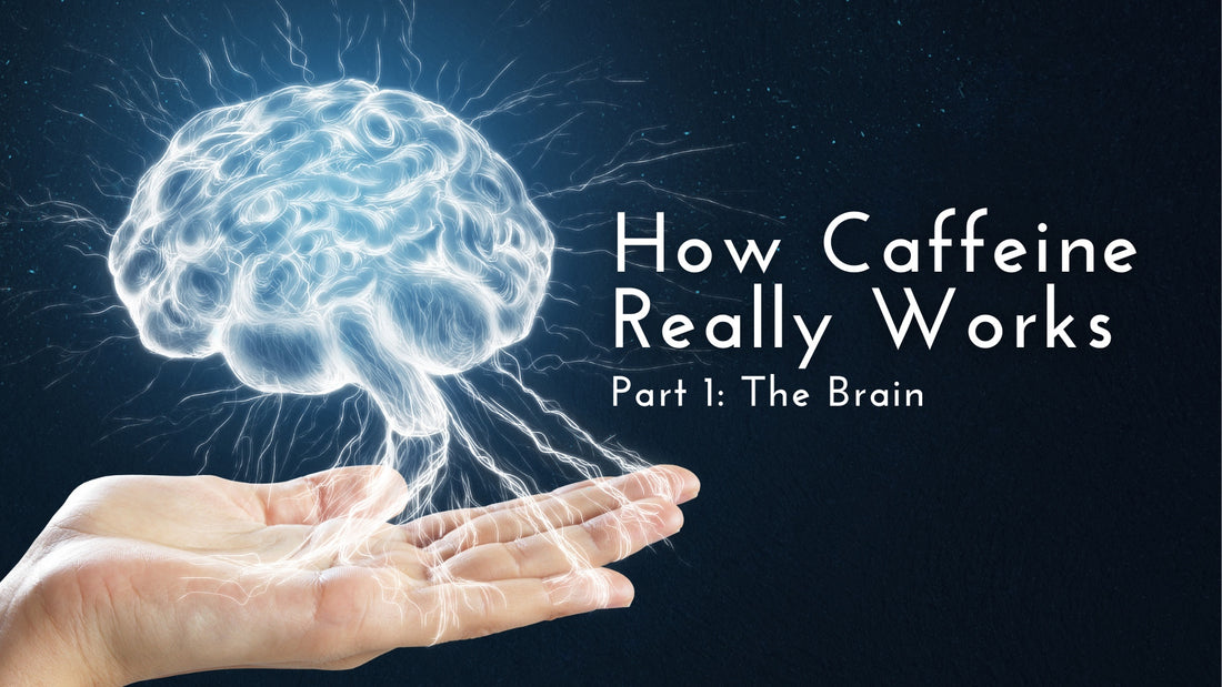 How Caffeine Really Works; Part 1: The Brain